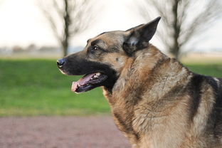 怀孕期被猫狗咬伤狂犬疫苗必须打满五针吗? 怀孕期被猫狗咬伤狂犬疫苗必须打满五针吗?